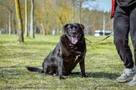 Joint-czarny piesek nadal czeka na dom-adoptuj - 7