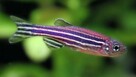 Sprzedam rybki danio niebieskie oraz danio fluo pomarańczowe