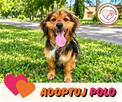 Polo piesek do adopcji Schronisko Sokołów - 3