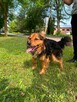 Polo piesek do adopcji Schronisko Sokołów - 4