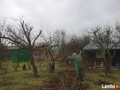 Pielęgnacja drzew, prześwietlanie koron, usuwanie posuszu - 2