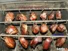 Agroturystyka kujawsko-pomorskie lasy jeziora zwierzęta - 3
