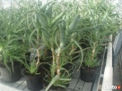 ALOES DRZEWIASTY Aloe arborescens - duże rośliny 4- letnie - 8