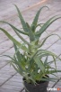 ALOES DRZEWIASTY Aloe arborescens - duże rośliny 4- letnie - 2