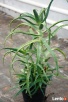 ALOES DRZEWIASTY Aloe arborescens - duże rośliny 4- letnie - 3