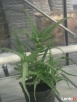 ALOES DRZEWIASTY Aloe arborescens - duże rośliny 4- letnie - 7