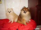 POMERANIAN-szpic miniaturowy - 7