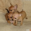Chihuahua/ciułała/ miniaturowe pieski - 2