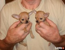 Chihuahua/ciułała/ miniaturowe pieski - 1