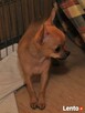 Chihuahua/ciułała/ miniaturowe pieski - 4