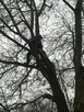 Wycinanie drzew. Usuwanie wiatrołomów. - 6