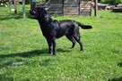 Reproduktor labrador retriever FCI po Championie - 2