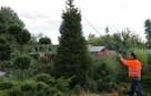 Przycinanie drzew, gałęzi,przycinanie żywopłotów tuji LEGNIC - 2
