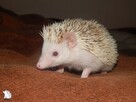 Afrykański jeż pigmejski - 7