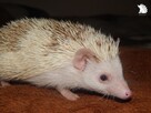 Afrykański jeż pigmejski - 8