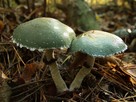 Pierścieniak Mycelium. Grzybnia Biologiczna