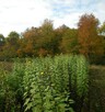 Topinambur eko może na sadzeniaki 1 kg - 3