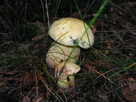 Mycelium. Grzybnia Biologiczna Borowik żonkilowy - 4