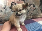 Tanio sprzedam prześliczne szczeniaczki chihuahua POLECAM - 6