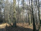 Sprzedam las wraz z gruntem. Miejscowość Sławiny k.Garwolina - 2