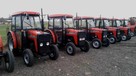 Massey Ferguson 255 sadowniczy ogrodniczy - 5