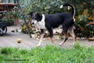 Lenox - nieśmiałek szuka domku - 4