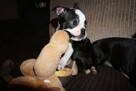 Śliczne szczeniaczki Boston Terrier - 5