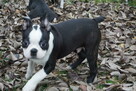 Śliczne szczeniaczki Boston Terrier - 3