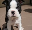 Śliczne szczeniaczki Boston Terrier - 6