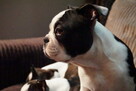 Śliczne szczeniaczki Boston Terrier - 1