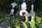 Śliczne szczeniaczki Boston Terrier - 4