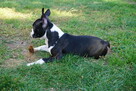Śliczne szczeniaczki Boston Terrier - 2