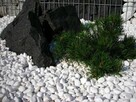Otoczak Thassos kamień dekoracyjny grecki 2-4 cm - 5