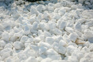Grys Thassos kamień dekoracyjny white 8-16mm biały - 2