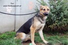 Tori - sunia w typie Onka - 8
