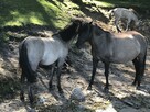 Wakacje pod żaglami! Czarter, Rejs pod opieką sternika! - 8