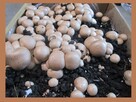 Pieczarki Grzybnia - 5