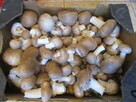 Pieczarki Grzybnia - 7