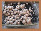 Pieczarki Grzybnia - 6