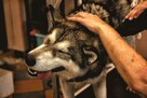 Psi fryzjer Groomer Strzyżenie Wyczesywanie i Pielegnacja Zw - 2