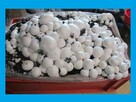 Pieczarki Grzybnia - 2