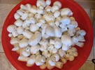 Pieczarki Grzybnia - 4