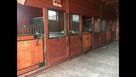 Przyjmę konia fryzyjskiego lub tinkera klacz lub wałacha - 3