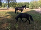 Przyjmę konia fryzyjskiego lub tinkera klacz lub wałacha - 7