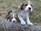 BEAGLE szczenieta z hodowli SIMPATICA PS FCI - 3