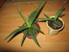 aloes - 5