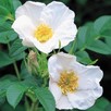 Szybko rosnący Naturalny ekolgiczny i miododajny Żywopłot - 3