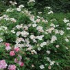 Szybko rosnący Naturalny ekolgiczny i miododajny Żywopłot - 4