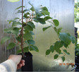 Kiwi Isai samopylne -aktinidia ostrolistna - grunt - 8