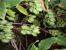 Kiwi Isai samopylne -aktinidia ostrolistna - grunt - 2